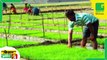 सरकार किसानों को देगी डीजल खरीदने पर अनुदान, फसलों की सिंचाई में नहीं होगी परेशानी | Agriculture TV | Green TV