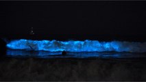 Mysterious Bioluminescent Waves Light Up Southern California Beaches (VIDEO) (1)