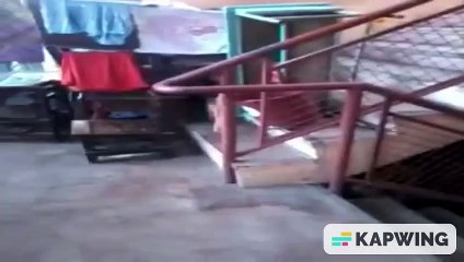 cat playing for betzky's world channel