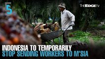 EVENING 5: Indonesia halts sending workers to Malaysia
