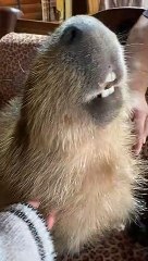 Capybara Loves Getting Neck Scratches
