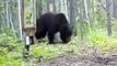 Bear Sees Its Reflection In Mirror, What Happened Next Leaves Internet In Splits - -