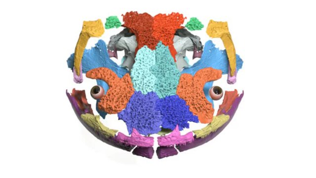 Découverte du plus ancien fossile de salamandre d’Europe