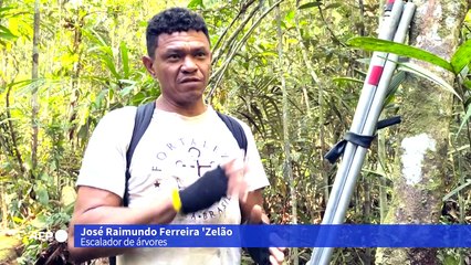 A arriscada profissão dos escaladores de árvores na Amazônia