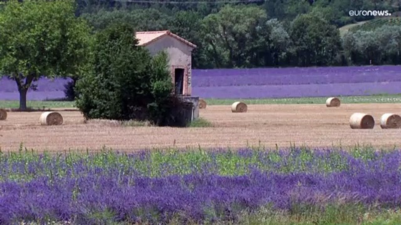Schlimme Dürre in Provence: Sogar dem Lavendel geht es an den Kragen