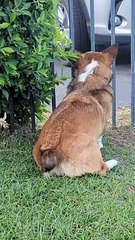 Corgi Nub Wiggling in Turbo Mode