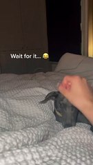 Cosmo the Italian Greyhound is Dramatic For Pets