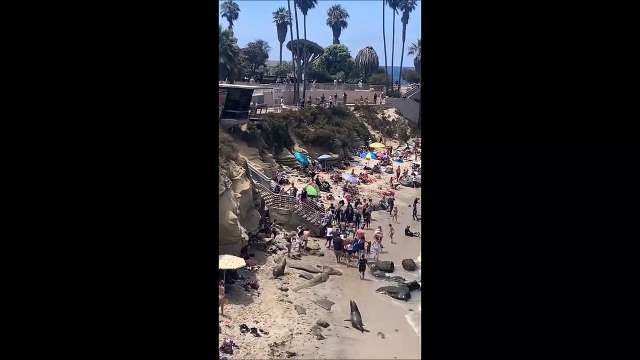 Des lions de mer font fuir les touristes sur la plage