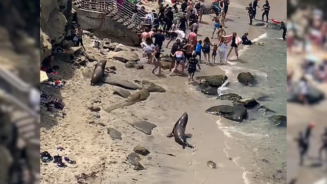 Etats-Unis : deux lions de mer font fuir les baigneurs d'une plage de San Diego