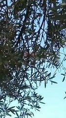 Messina, fiamme a Castanea: in azione forestale e vigili del fuoco