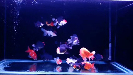 Goldfish Oranda panda jumbo