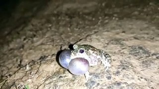 Frog sound