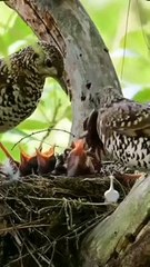 Birds Family || Birds Feeding