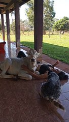 Magali the Calf Lays Down to Cuddle Owner