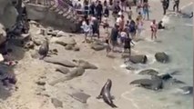 Beachgoers run as sea lions dart onto San Diego beach