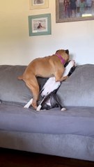 Boxer Dog Shows Buddy Who's Boss