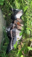 Guys Help Injured Bird Get Help