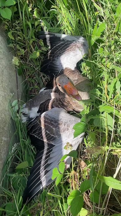 Guys Help Injured Bird Get Help