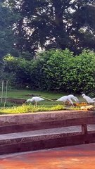 Runner Ducks Love Playing in Sprinkler