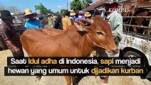 Ternyata Ini Penyebab Sapi Menangis Saat Tahu Akan Disembelih