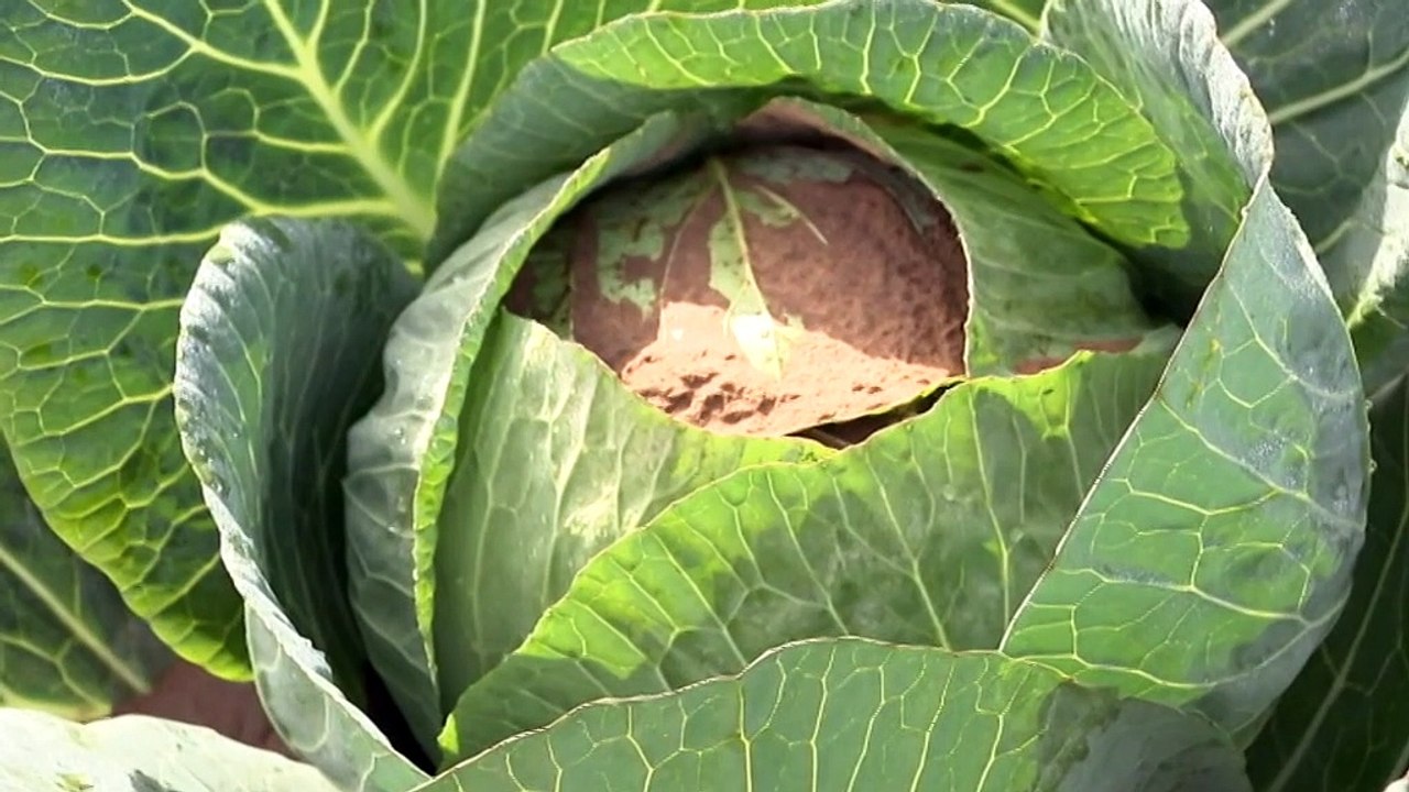Flooding in the Sydney basin has wiped out yet another season for many of the region's produce farmers... some were less than a fortnight away from harvesting.