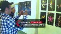 Pameran Fotografi Anggrek Spesies Baru dari Pegunungan Arfak Papua!