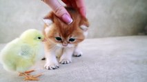 Little cats love this little chicken