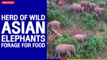 Herd of wild Asian elephants forage for food | The Nation