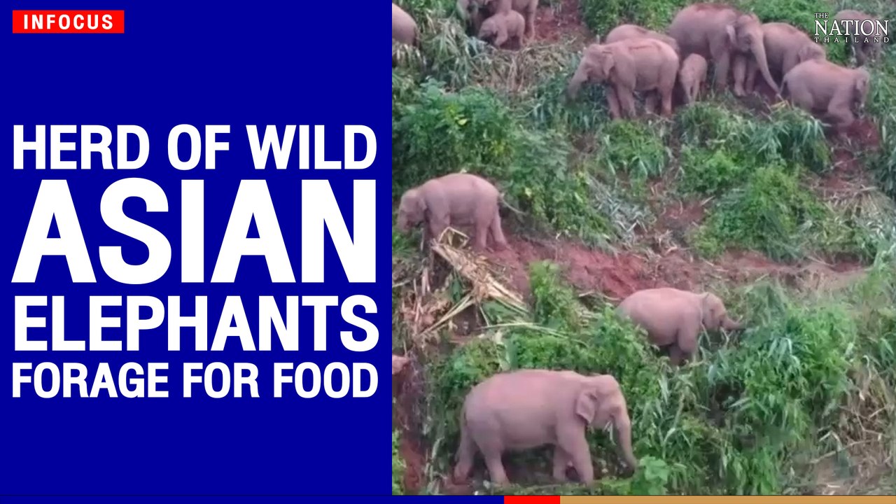 Herd of wild Asian elephants forage for food | The Nation