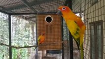 Sun Conure Sounds|Conure Sound|sun conure bird|Bird Talking|Jungle sounds