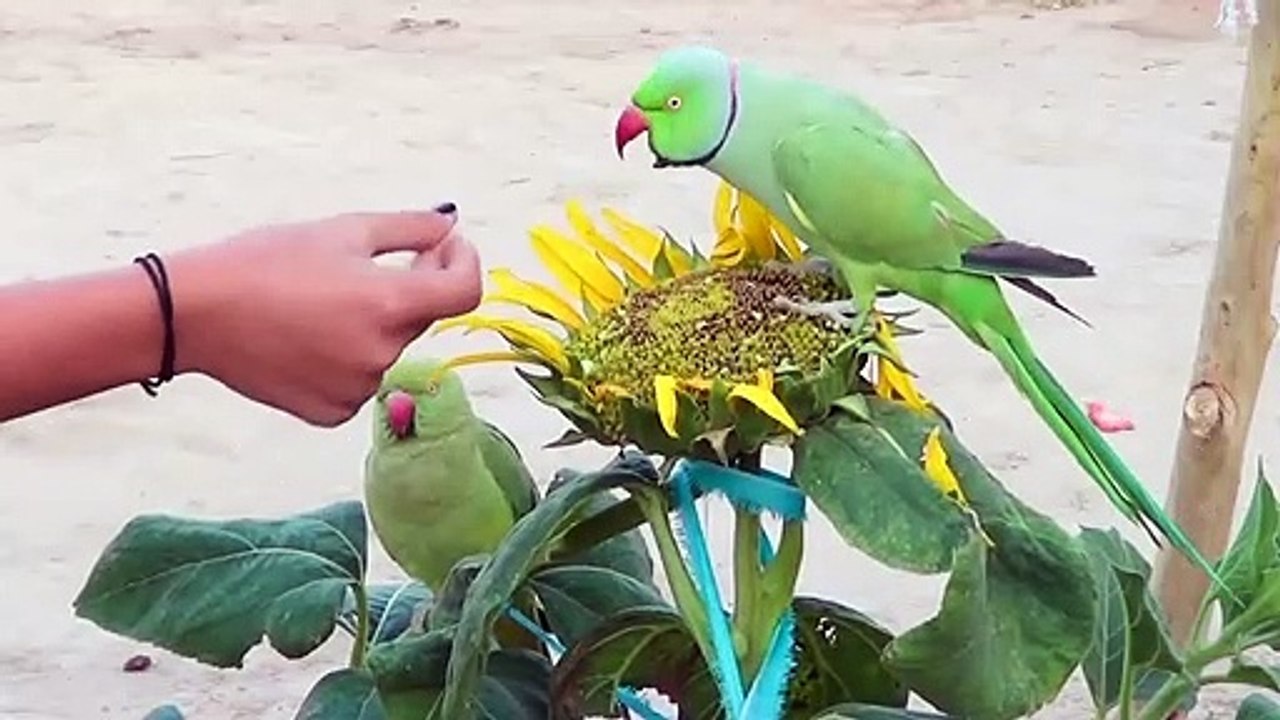 Indian Ringneck Parrot call mithu|Alexandrine Parrot Sound|Talking Parrot mittu