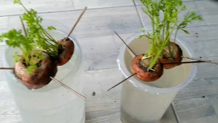 cara menanam wortel sisa dapur dengan bantuan media air