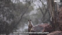 Brush-tailed rock wallaby struggle back from the brink after Black Summer | July 14, 2022 | Newcastle Herald