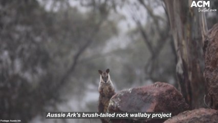 Brush-tailed rock wallaby struggle back from the brink after Black Summer | July 14, 2022 | Newcastle Herald