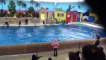 Baby Shark Doo Doo enfants dans l'aquarium   Vidéos les plus drôles à la maison 2021