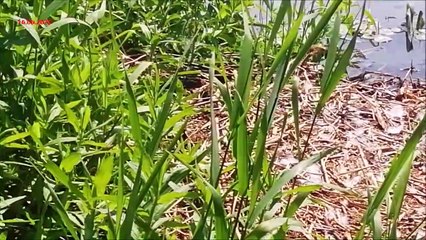 Der Biber frisch zubereitet