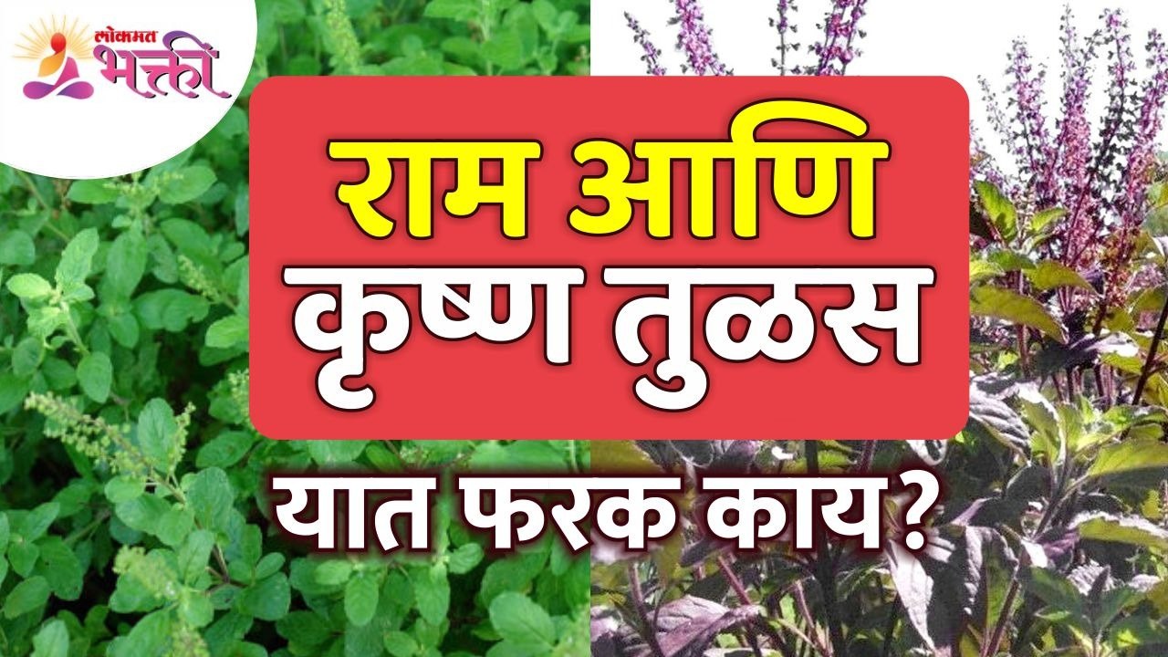 राम आणि कृष्ण तुळस यांच्यामध्ये फरक काय? What i...