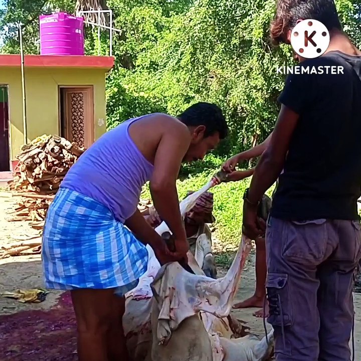 Qurbani Biff Catting in Bangla|Sekh Ashadullah official ❤️