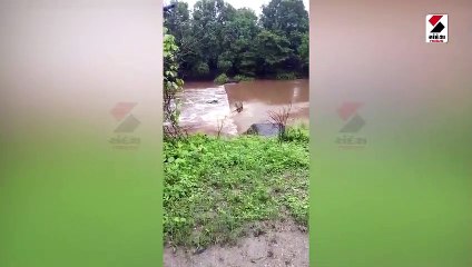 સિંહોના શાહી સ્નાનનો દુર્લભ નજારો કેમેરામાં કેદ થયો