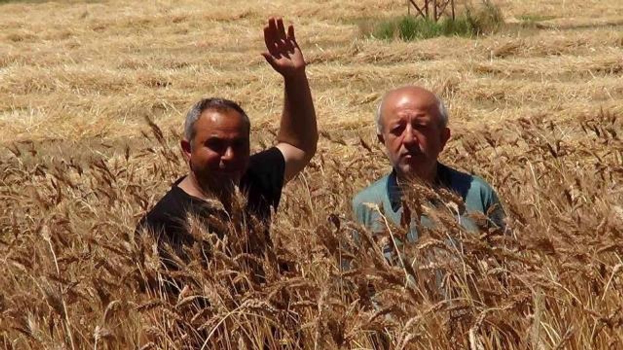 Bu buğday başka bir buğday! Bir başakta 100 dan...