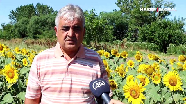 Trakya'da çayır tırtılı arttı! Ayçiçeği verimi tehlikeye girdi