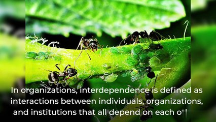 Interdependency