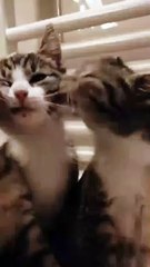 Animal Funny Videos: Funny Animal's | Thug Tohid #shorts