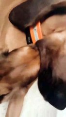 Animal Funny Videos: Funny Animal's | Thug Tohid #shorts