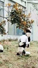 Animal Funny Videos: Funny Animal's | Thug Tohid #shorts