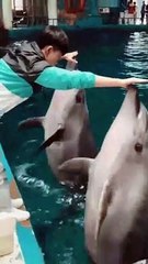 Animal Funny Videos: Funny Animal's | Thug Tohid #shorts