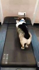 Animal Funny Videos: Funny Animal's | Thug Tohid #shorts