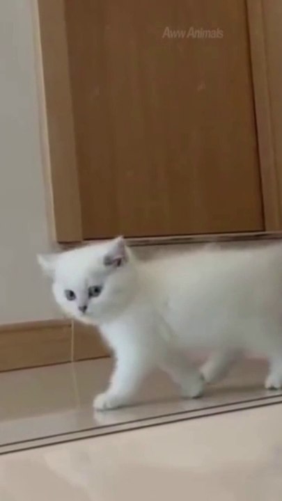 Try Not To Laugh Animals | Funniest Cat Videos In The World |Cute and Funny Cat Videos for stress relief | cute animal|