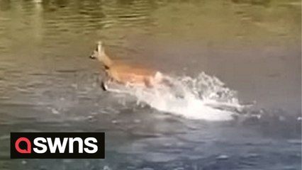 Lost deer caught on camera cooling down by bounding across a UK river