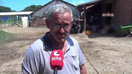 Sinop'ta 7 Büyükbaş Hayvanı Ölen Vatandaş Devletten Destek Bekliyor